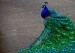 male_peacock_plumage1